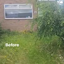 Overgrown lawn before
